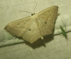 Scopula flaccidaria