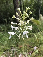 Platanthera blephariglottis conspicua