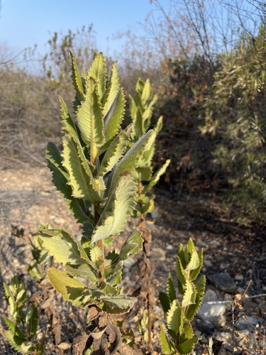 Eriodictyon sessilifolium (Eriodictyon sessilifolium)