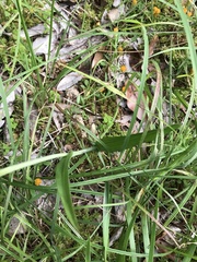 Platanthera blephariglottis conspicua