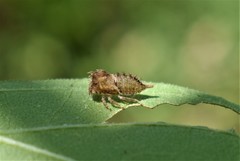 Hemiptera