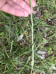 Platanthera blephariglottis conspicua