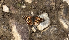 Chlosyne gabbii atrifasciata