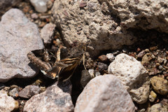 Melipotis perpendicularis