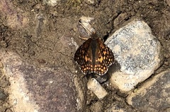 Chlosyne gabbii atrifasciata