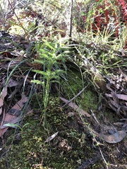 Lycopodium deuterodensum