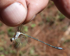 Lestes plagiatus