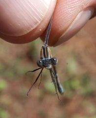 Lestes plagiatus