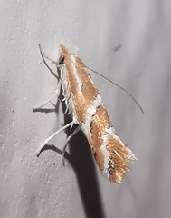 Phyllonorycter millierella