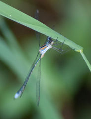 Lestes plagiatus
