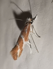 Phyllonorycter millierella