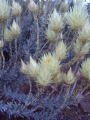 Syncarpha ferruginea