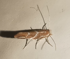 Phyllonorycter millierella