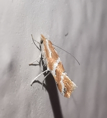 Phyllonorycter millierella