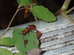 Dasymutilla nigripes