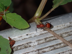 Dasymutilla nigripes