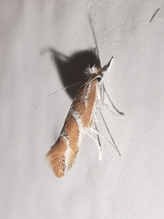 Phyllonorycter millierella