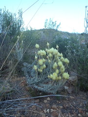 Syncarpha ferruginea