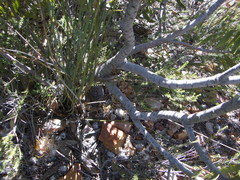 Leucospermum pluridens