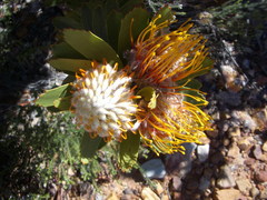 Leucospermum pluridens