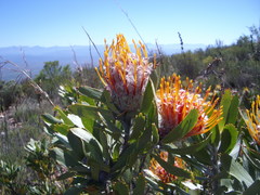 Leucospermum pluridens