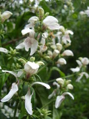 Justicia adhatodoides