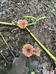 Laccaria ohiensis