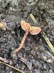 Laccaria ohiensis