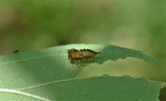 Hemiptera