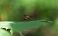 Hemiptera
