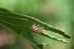 Hemiptera