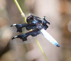 Palpopleura portia