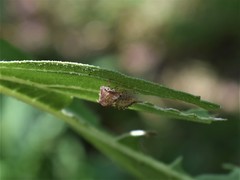 Hemiptera