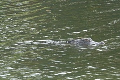 Alligator mississippiensis