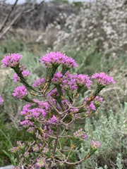 Agathosma thymifolia