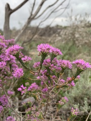 Agathosma thymifolia