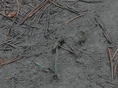 Lepturobosca chrysocoma