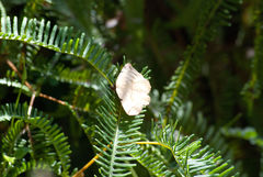 Hypopyra capensis