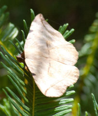 Hypopyra capensis