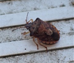Dendrocoris humeralis