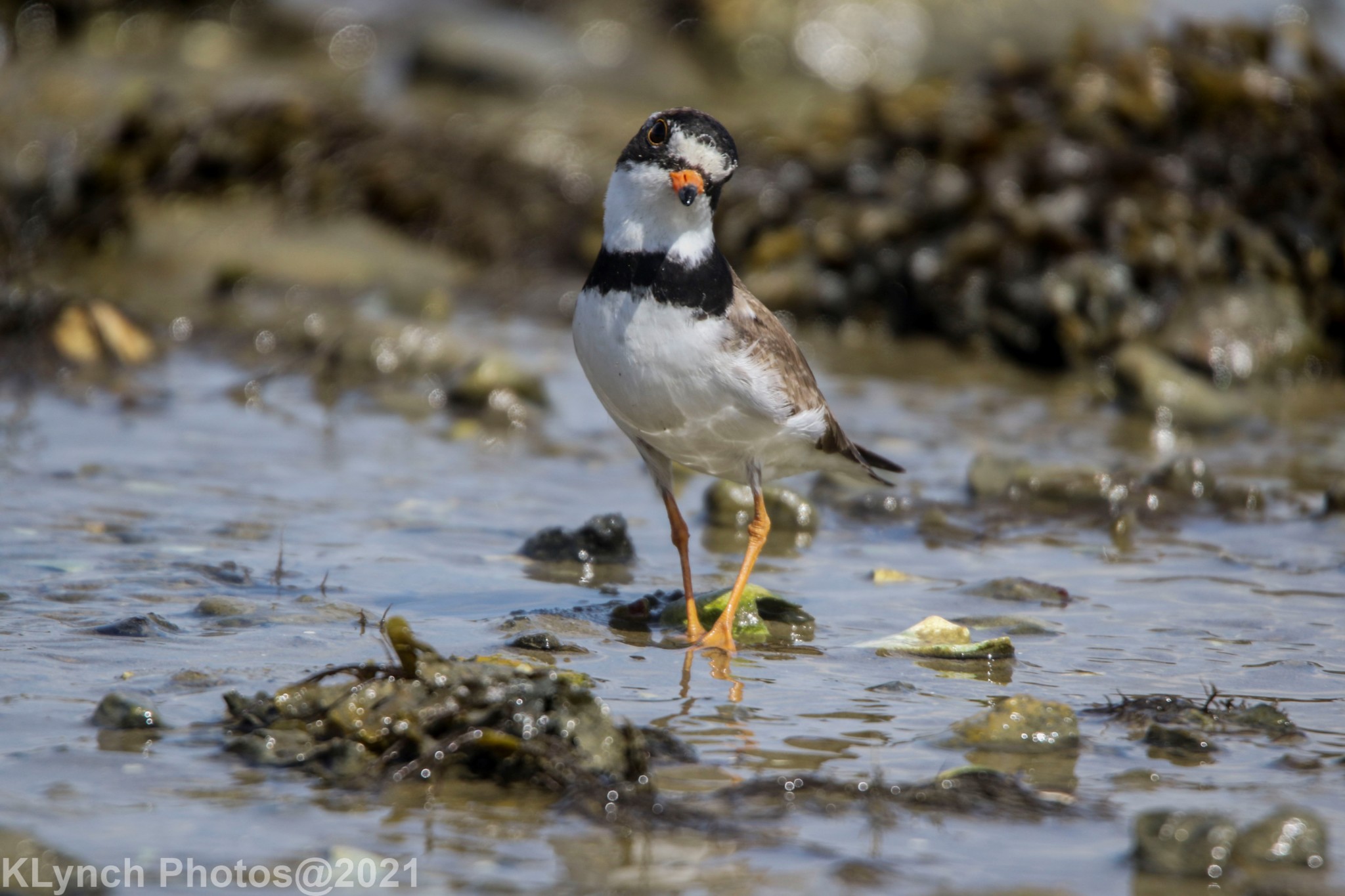 Semipalmated Plover (Charadrius semipalmatus)