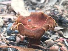 Neolentinus dactyloides