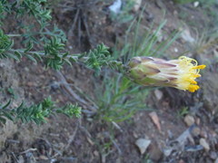 Pteronia hutchinsoniana