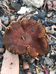 Neolentinus dactyloides