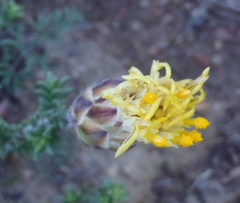 Pteronia hutchinsoniana
