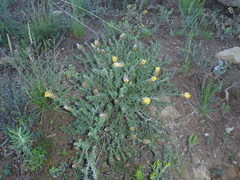 Pteronia hutchinsoniana