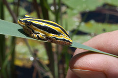 Hyperolius marmoratus taeniatus