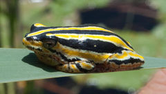 Hyperolius marmoratus taeniatus
