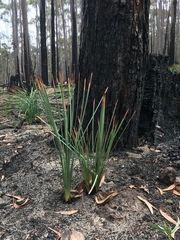 Xanthorrhoea concava