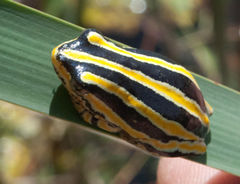 Hyperolius marmoratus taeniatus